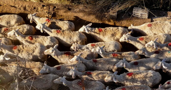 evlogia 1200x630.jpg