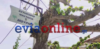 evoia taverna 10102025 1200x630.jpg