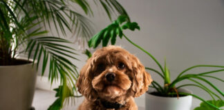 fb55fb498f01df3875247635f2b2c889 L.jpg