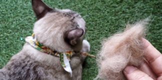 gata 68f0e37ce9cf4.jpg