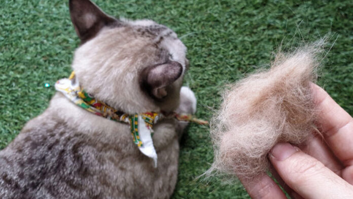 gata 68f0e37ce9cf4.jpg