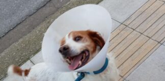 ileia dog 1200x630.jpg