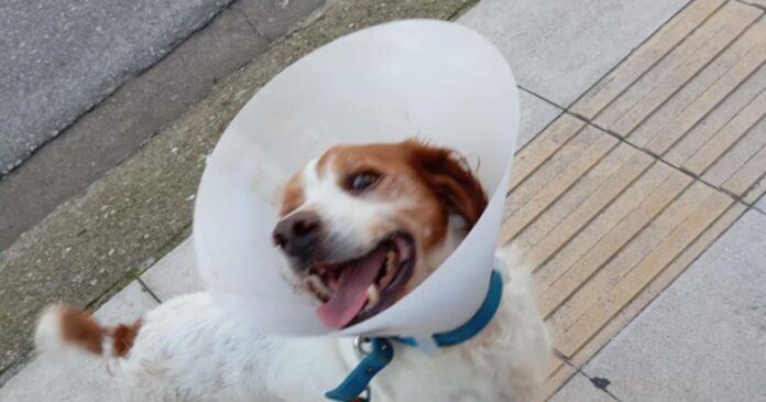 ileia dog 1200x630.jpg