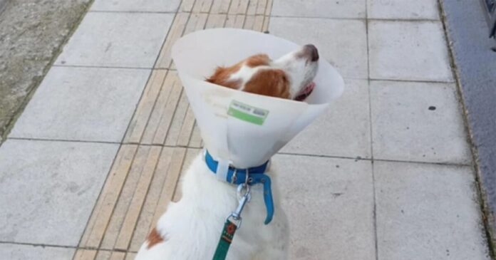 ilia skilaki 1200x630.jpg