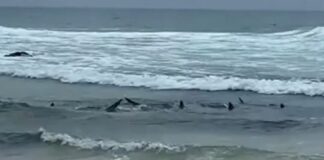 karxaries australia 1 1200x630.jpg