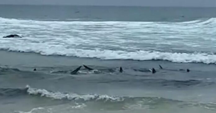 karxaries australia 1 1200x630.jpg