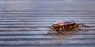 katsarida 1 1200x630.jpg