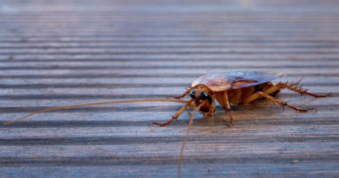 katsarida 1 1200x630.jpg