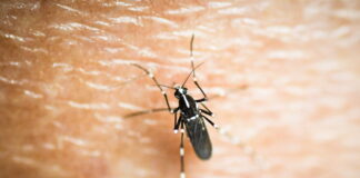 koynoypi 1200x630.jpg