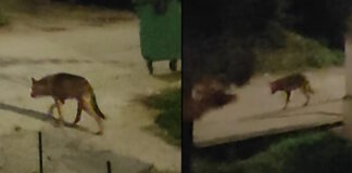 lykos halkidiki 30102025 1200x630.jpg