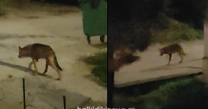 lykos halkidiki 30102025 1200x630.jpg