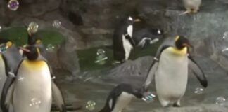 pigkouinoi fouskes 1 1200x630.jpg