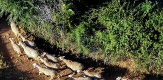 provata 1 1 1200x630.jpg