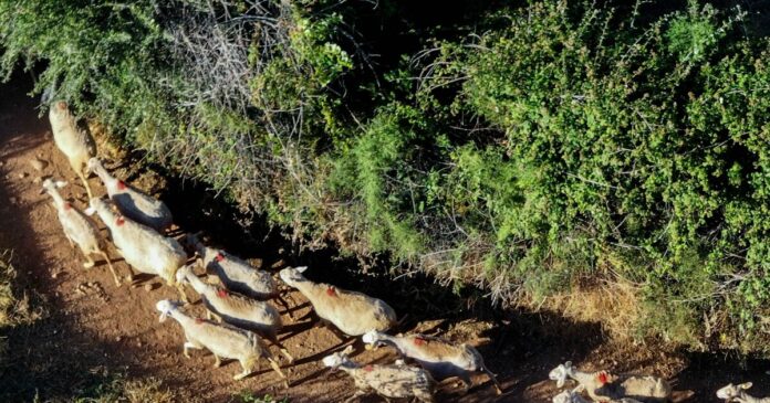 provata 1 1 1200x630.jpg provata 1 1 1200x630.jpg