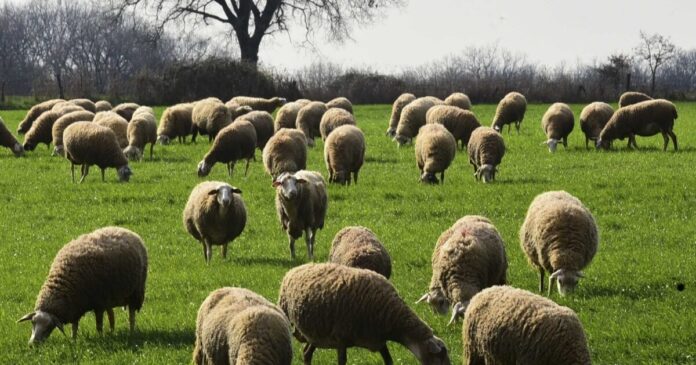 provata eurok 1 1200x630.jpg provata eurok 1 1200x630.jpg