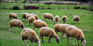 provata aitol panoli 1.jpg