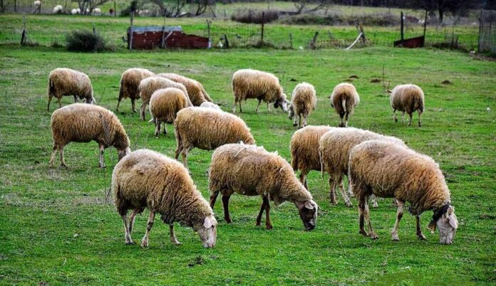 provata aitol panoli 1.jpg