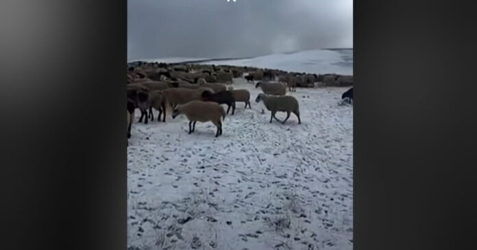 samarina provata 1200x630.jpg