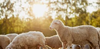 shutterstock 2327467541 1024x683.jpg