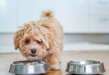 skilos 6901c9049c5c4.jpg