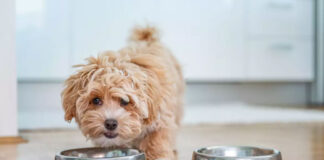 skilos 6901c9049c5c4.jpg