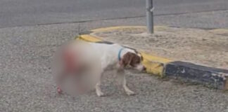 skilos ileia 1200x630.jpg