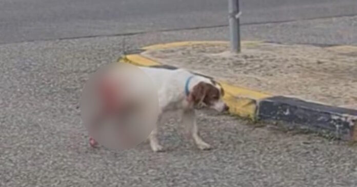 skilos ileia 1200x630.jpg