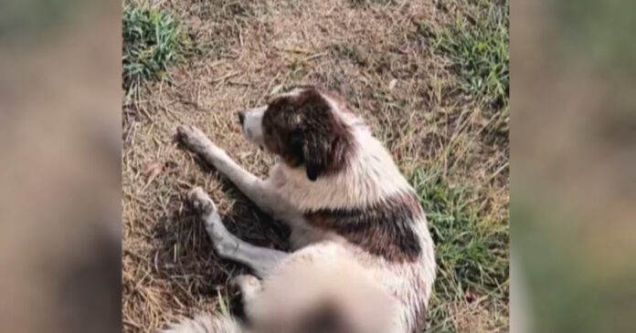 skulos naupaktos 1200x630.jpg