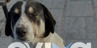 skylos 1 1200x630.jpg