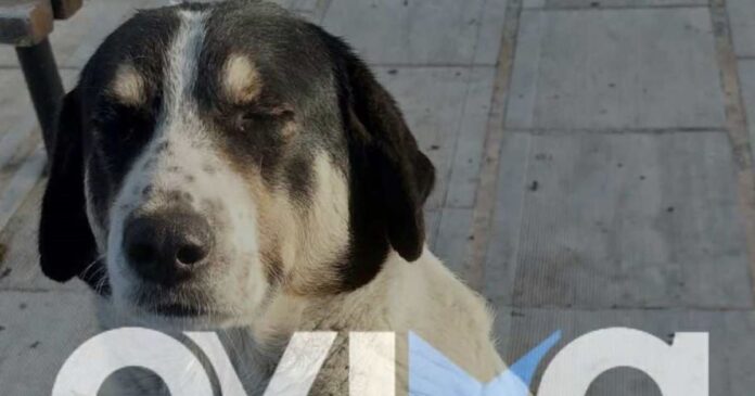 skylos 1 1200x630.jpg