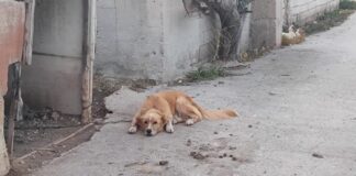 skylos paros 1200x630.jpg