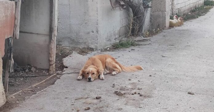 skylos paros 1200x630.jpg