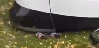 tram gallia 1200x630.jpg