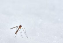 wolfgang hasselmann nZgpg4xYhjM unsplash 620x350.jpg