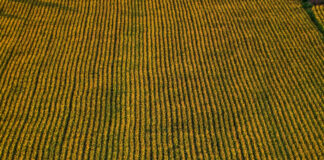 xorafi eurok opekepe 1200x630.jpg