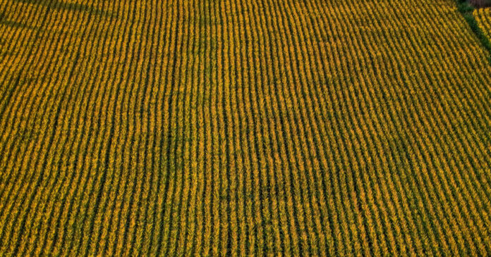 xorafi eurok opekepe 1200x630.jpg