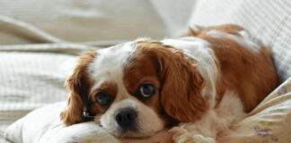 55836d8f03acd2f107ac35badc53413e L.jpg