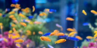 742ebae0e12be694e15334184c690217 L.jpg