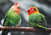 747405541de646be23e36ed3778d7f43 L.jpg