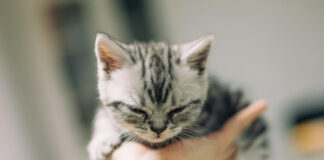 9a1fa5fd478165b11c2c2f9c5b146a09 L.jpg