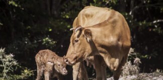 agelada mosxaraki 31102025 1200x630.jpg