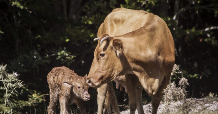 agelada mosxaraki 31102025 1200x630.jpg