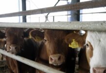 agelades 1 1200x630.jpg