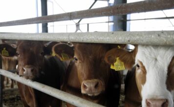 agelades 1 1200x630.jpg