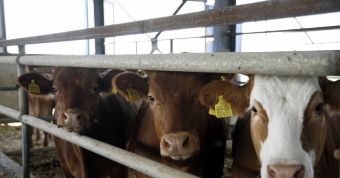 agelades 1 1200x630.jpg