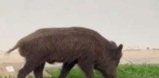 agriogourouno 1 1200x630.jpg