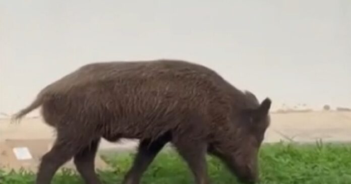 agriogourouno 1 1200x630.jpg