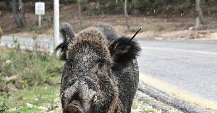 agriogourouno eurok 1200x630.jpg