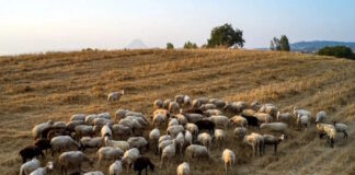 aigoprovata eurok 1200x675 1 1200x630.jpg