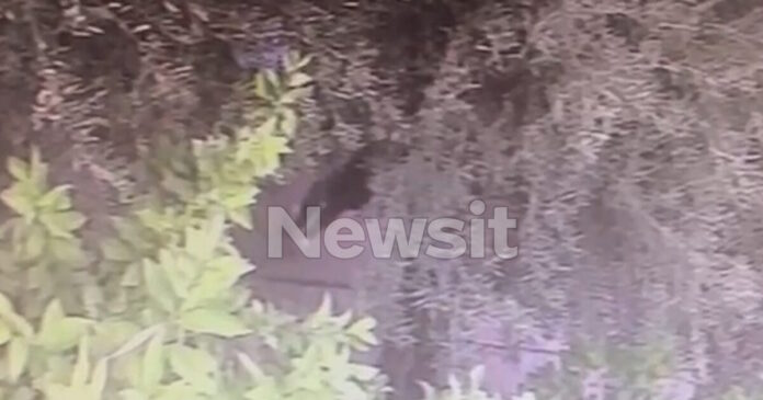 anilikos logo 1200x630.jpg